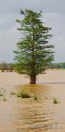 Lone Cypress Reflection_47199.jpg - Photographed at Grenada Lake near Grenada, Mississippi, USA.